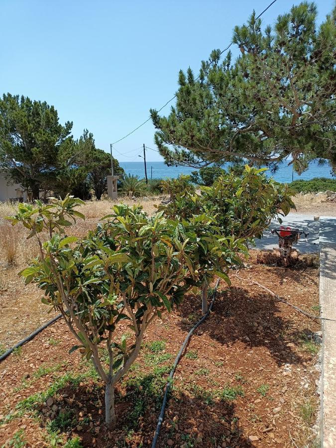 Willa Sea View Pine House Makrýgialos Zewnętrze zdjęcie